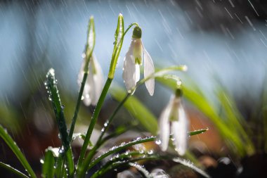İlk bahar kar damlalarını (Galanthus nivalis) yağmur ve ışıkla kapatın. Ormanda beyaz küçük çiçekler