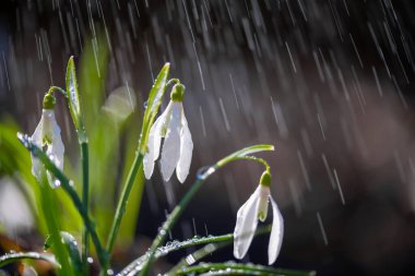 İlk bahar kar damlalarını (Galanthus nivalis) yağmur ve ışıkla kapatın. Ormanda beyaz küçük çiçekler