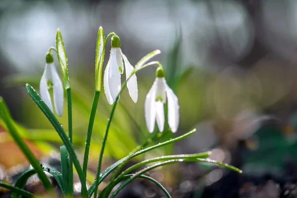 Closeup Small White Delicate Snowdrops Rain Drops Water Spring Forest — Stock Photo, Image