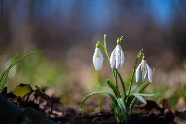 Nahaufnahme Kleiner Weißer Zarter Schneeglöckchen Nach Dem Regen Mit Wassertropfen — Stockfoto