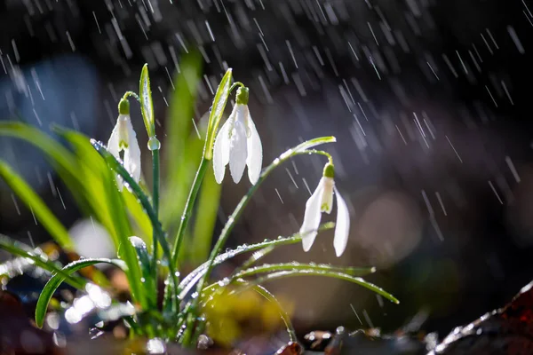 Bahar Kar Damlalarını Galanthus Nivalis Yağmur Işıkla Kapatın Ormanda Beyaz — Stok fotoğraf