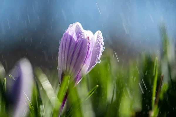 Прекрасный Весенний Крокус Весенним Дождем Шафран Саду Лужайке Капли Воды — стоковое фото