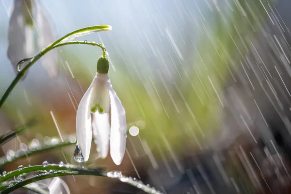 Feche Primeiras Gotas Neve Primavera Galanthus Nivalis Com Chuva Luz — Fotografia de Stock