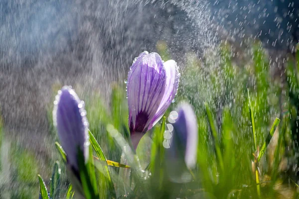 春の雨の中で美しい春の地殻 芝生の上の庭のサフラン 花に水滴 — ストック写真