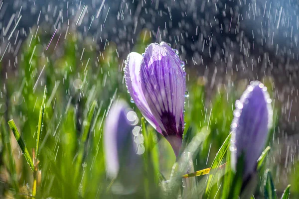 Bela Primavera Crocus Chuva Primavera Açafrão Jardim Relvado Cachoeiras Flores — Fotografia de Stock