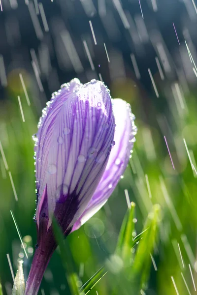 Bela Primavera Crocus Chuva Primavera Açafrão Jardim Relvado Cachoeiras Flores — Fotografia de Stock