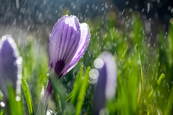 Bela Primavera Crocus Chuva Primavera Açafrão Jardim Relvado Cachoeiras Flores — Fotografia de Stock