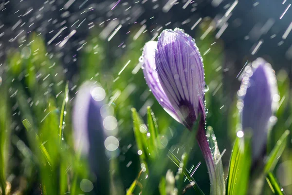 Bela Primavera Crocus Chuva Primavera Açafrão Jardim Relvado Cachoeiras Flores — Fotografia de Stock