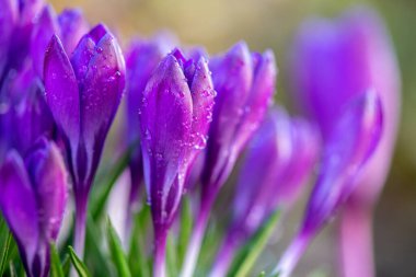 Bahar yağmurundan sonra güzel bir menekşe çiçeği. Bahçedeki bahçedeki safran. Çiçeklerdeki su damlaları 