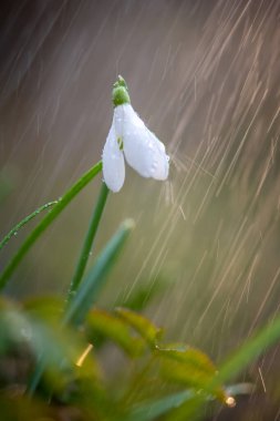 İlk bahar kar damlalarını (Galanthus nivalis) yağmur ve ışıkla kapatın. Ormanda beyaz küçük çiçekler