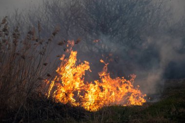 Orman ve arazi yangını. Yanan bir yerden dumanlar yükseliyor. Kuru çimen yanıkları, doğal afet.