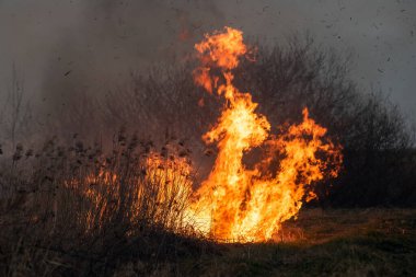 Orman ve arazi yangını. Yanan bir yerden dumanlar yükseliyor. Kuru çimen yanıkları, doğal afet.
