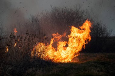 Orman ve arazi yangını. Yanan bir yerden dumanlar yükseliyor. Kuru çimen yanıkları, doğal afet.