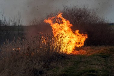 Orman ve arazi yangını. Yanan bir yerden dumanlar yükseliyor. Kuru çimen yanıkları, doğal afet.