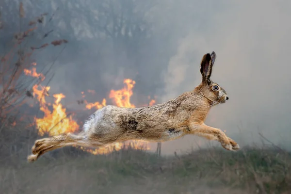 Заяц Фоне Горящего Леса Дикое Животное Посреди Огня Дыма — стоковое фото