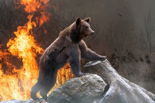 Bear Background Burning Forest Wild Animal Midst Fire Smoke — Stock Photo, Image