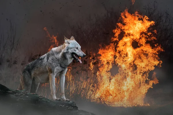 Vlk Pozadí Hořícího Lesa Divoké Zvíře Uprostřed Ohně Kouře — Stock fotografie