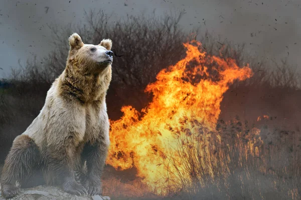 Ведмідь Тлі Палаючого Лісу Дика Тварина Посеред Вогню Диму — стокове фото