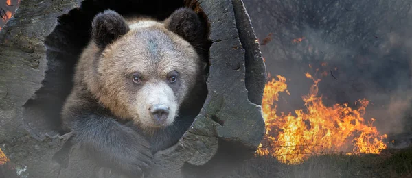 Medvěd Pozadí Hořícího Lesa Divoké Zvíře Uprostřed Ohně Kouře — Stock fotografie