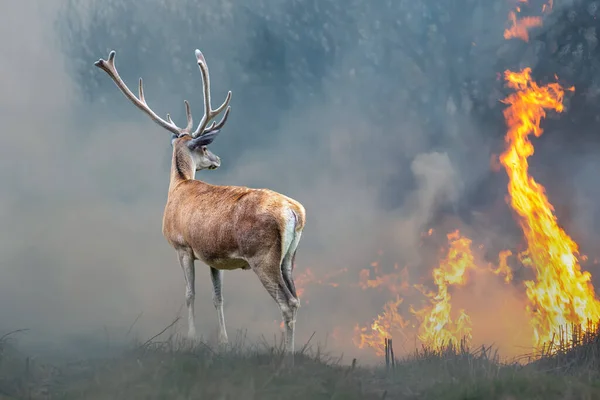 Deer Background Burning Forest Wild Animal Midst Fire Smoke — Stock Photo, Image