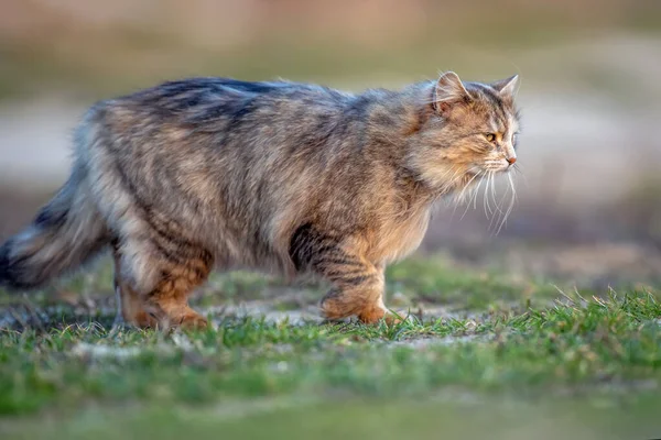 Fluffig Katt Med Lång Päls Sitter Gräset Kvällen — Stockfoto