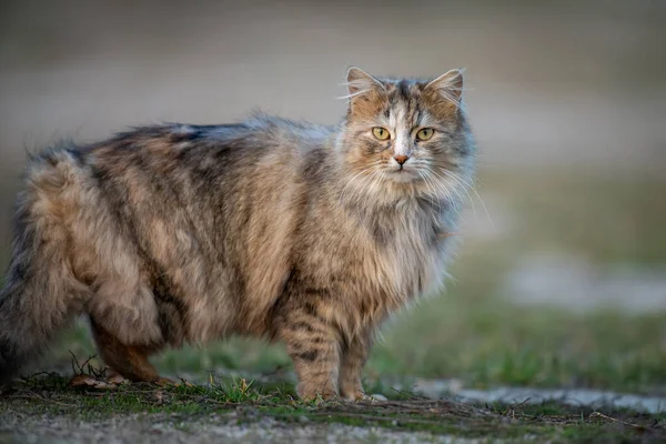 Uzun Kürklü Tüylü Kedi Akşamları Çimenlerde Oturur — Stok fotoğraf