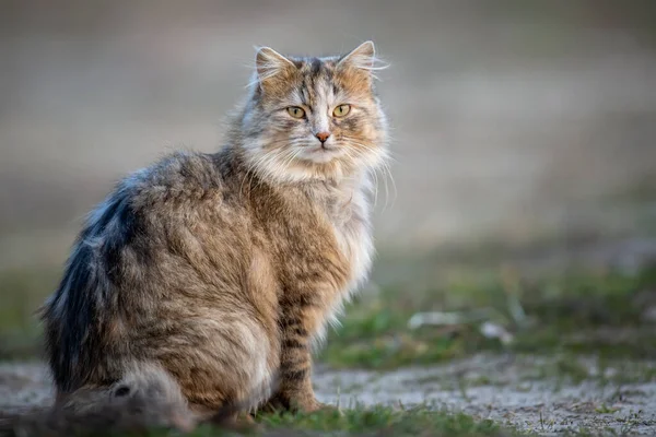 Fluffig Katt Med Lång Päls Sitter Gräset Kvällen — Stockfoto