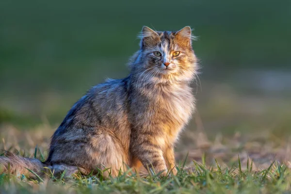 Пухнаста Кішка Довгим Хутром Сидить Траві Ввечері — стокове фото