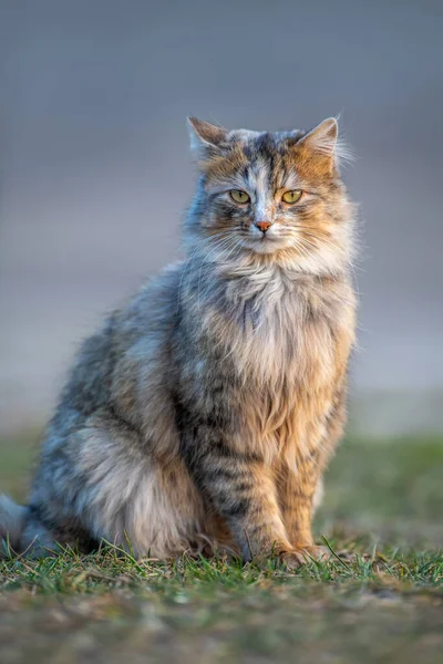 Puszysty Kot Długim Futerkiem Siedzi Wieczorem Trawie — Zdjęcie stockowe