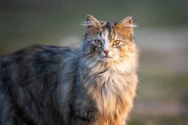 Fluffy Gato Con Largo Piel Sienta Hierba Noche — Foto de Stock