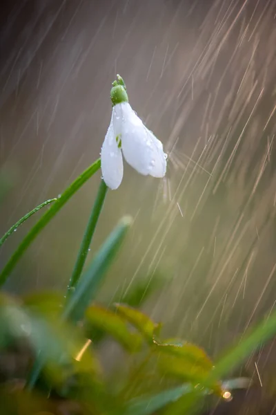Feche Primeiras Gotas Neve Primavera Galanthus Nivalis Com Chuva Luz — Fotografia de Stock