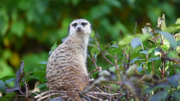 Erdmännchen Blickt Auf Grünem Hintergrund Über Das Neuland Freier Wildbahn — Stockvideo