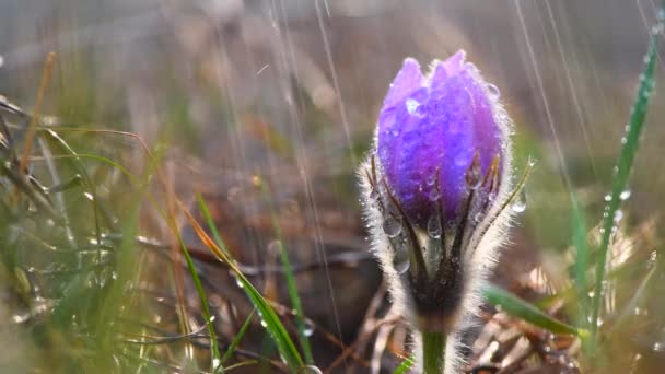 Beautiful Spring Pulsatilla Patens Spring Rain Water Drops Flowers — Stock Video