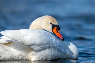 Açık mavi gölde yüzen dilsiz kuğu 