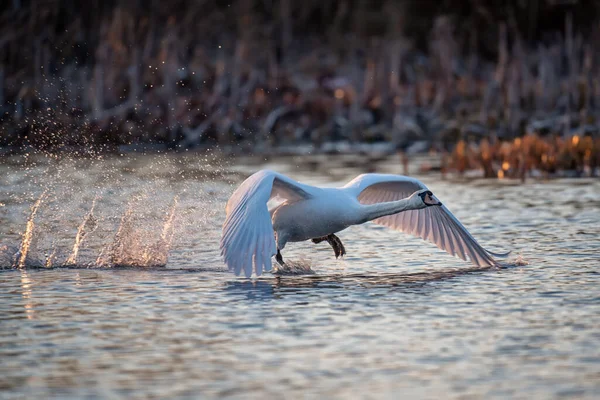 Swan Taking Flight Spring Blue Lake Evening Sunset Time — Stock Photo, Image