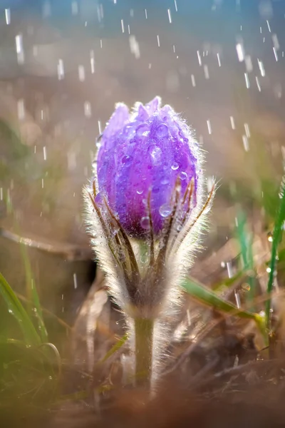 春の雨の中で美しい春のパルサッラのパッチ 花に水滴 — ストック写真