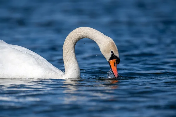 在清澈的深蓝色湖中游泳的白天鹅 — 图库照片