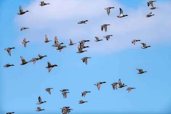 Utsikt Över Flygande Flock Många Bruna Vilda Ankor Och Gräsänder — Stockfoto