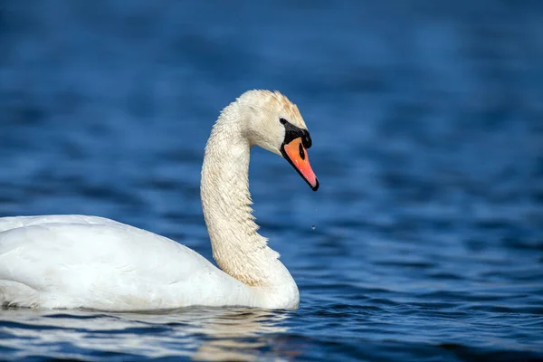 Stomme Zwaan Zwemmen Helder Diep Blauw Meer — Stockfoto