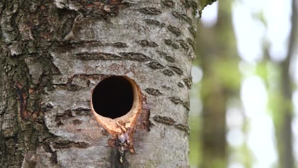 Woodpecker Cleaning Nest Hole Bird Peeking Home Animal Nature Habitat — Stock Video