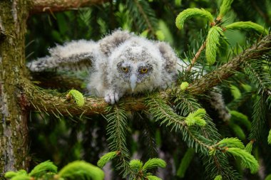 Ormandaki ağaç gövdesinde oturan uzun kulaklı baykuş yavrusu. Doğada küçük güzel bir hayvan