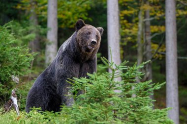 Ormandaki Büyük Kahverengi Ayı 'yı kapatın. Doğal ortamda tehlikeli bir hayvan. Vahşi yaşam sahnesi