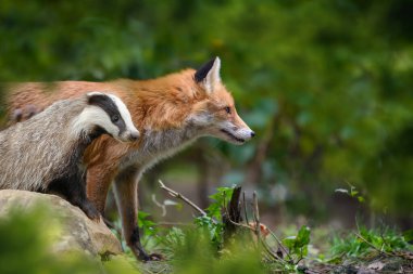 Kızıl Tilki, Vulpes vulpes ve porsuk, ormandaki yeşil bitki örtüsünün üzerindeki güzel hayvan, doğal yaşam alanı. Vahşi yaşam, Avrupa