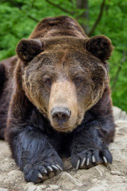 Uyuyan kahverengi ayı portresi. Doğada tehlikeli bir hayvan var. Büyük memeli. Vahşi yaşam sahnesi