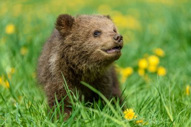 Bahar çimenlerinde ayı yavrusu. Sarı çiçekli, küçük, tehlikeli bir hayvan. Annesiz ayı. Vahşi yaşam sahnesi
