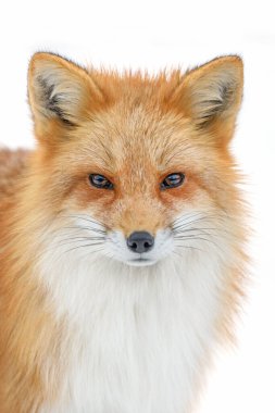 Portre Red Fox, Vulpes vulpes, beyaz arka planda güzel bir hayvan. Vahşi yaşam doğası
