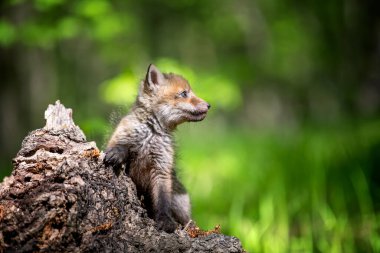 Kızıl tilki, vulpes vulpes, ormandaki küçük yavru ağaç kütüğü. Doğal ortamda sevimli küçük yırtıcılar. Doğadan vahşi yaşam sahnesi