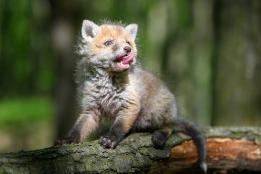 Kızıl tilki, vulpes vulpes, ormanda daldaki küçük yavru. Doğal ortamda sevimli küçük yırtıcılar. Doğadan vahşi yaşam sahnesi