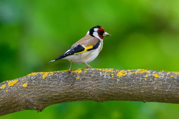 European Goldfinch Carduelis Carduelis Сидячи Гілці Самці Барвистого Співочого Птаха — стокове фото