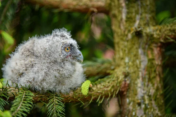 Piccolo Gufo Dalle Orecchie Lunghe Nel Bosco Seduto Sul Tronco — Foto Stock